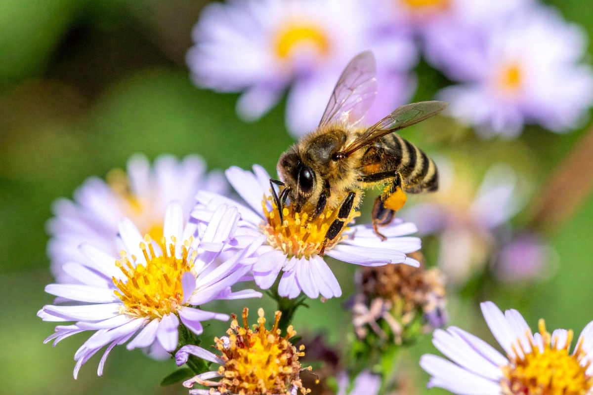 Pollinator habitat under pressure
